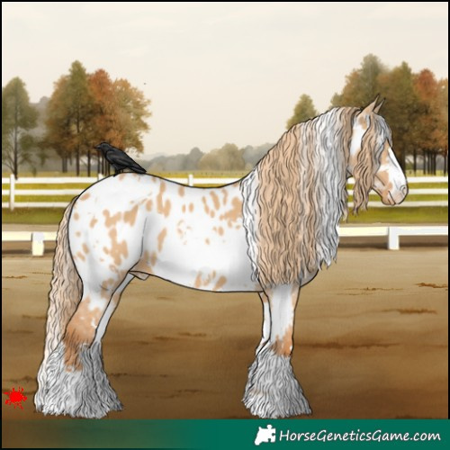 Horse Color:White Spotted Red Dun Appaloosa 
