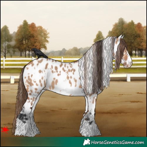 Horse Color:White Spotted Bay Dun Appaloosa 