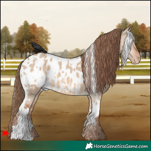 Horse Color:White Spotted Red Dun Appaloosa 