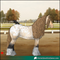 Horse Color:Buckskin Roan Dun Blanket Rabicano 