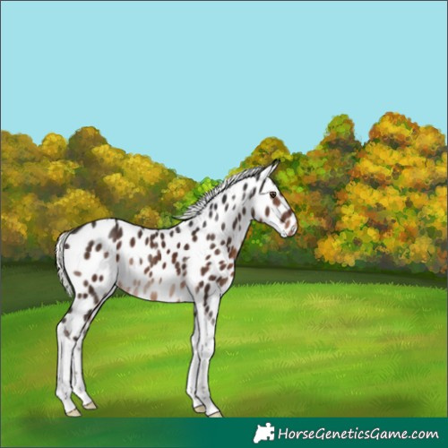Horse Color:White Spotted Liver Chestnut Mushroom Tobiano Appaloosa 
