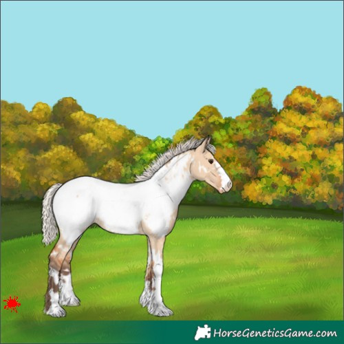 Horse Color:White Spotted Silver Bay Dun Appaloosa 