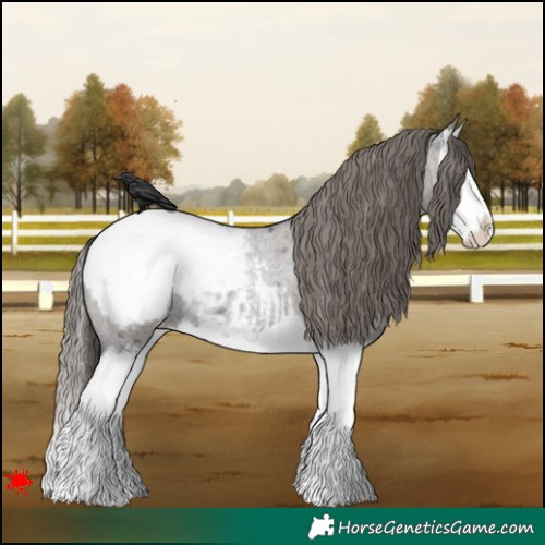 Horse Color:Grullo Roan Splash Appaloosa