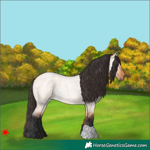 Horse Color:Bay Roan Dun