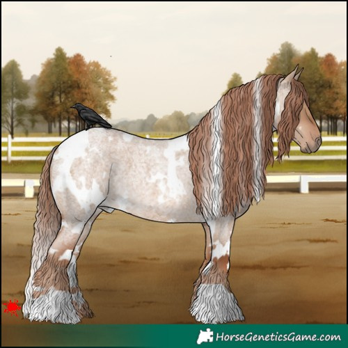 Horse Color:White Spotted Red Dun Roan