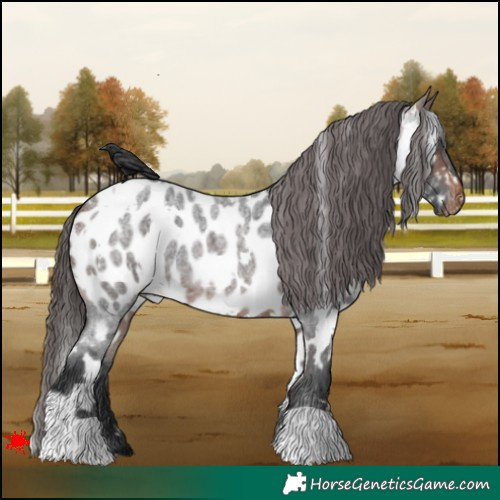 Horse Color:White Spotted Brown Roan Near Leopard 