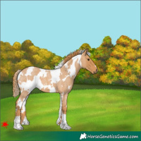 Horse Color:White Spotted Red Roan