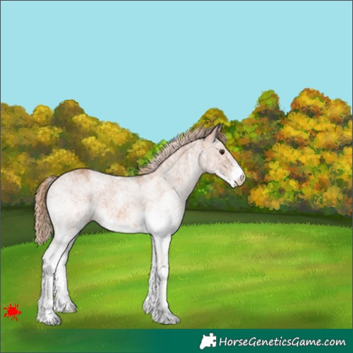 Horse Color:White Spotted Chestnut 