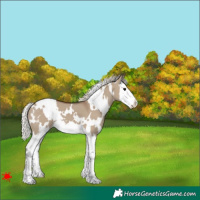 Horse Color:White Spotted Silver Grullo Splash Varnish 