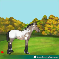 Horse Color:White Spotted Brown Dun Snowcap 