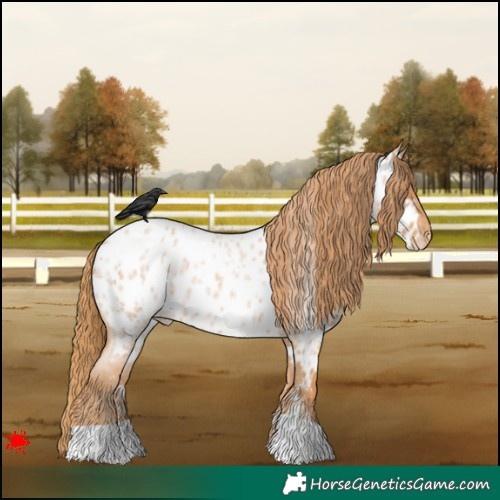 Horse Color:Red Roan Appaloosa 
