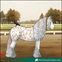 Horse Color:Chestnut Splash Appaloosa