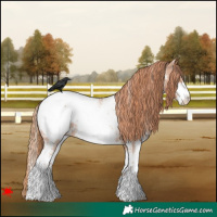 Horse Color:Chestnut Sabino Appaloosa Rabicano 
