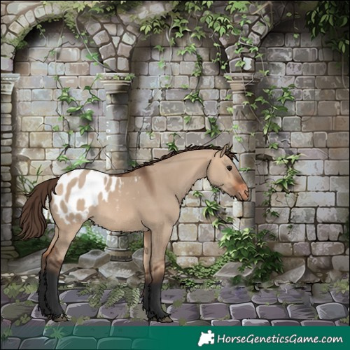 Horse Color:Bay Dun Appaloosa