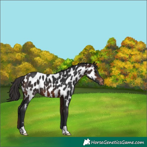 Horse Color:Brown Appaloosa 