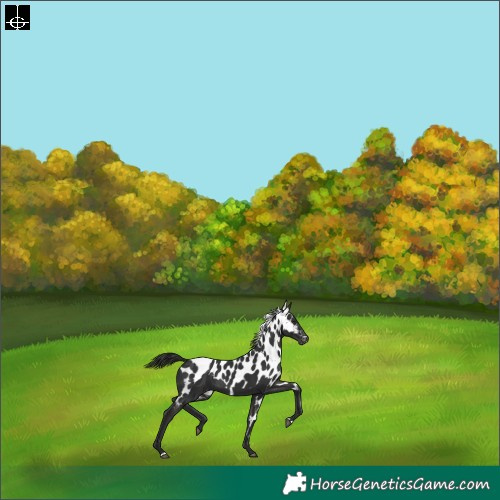 Horse Color:Liver Chestnut Skewed Appaloosa Rabicano 