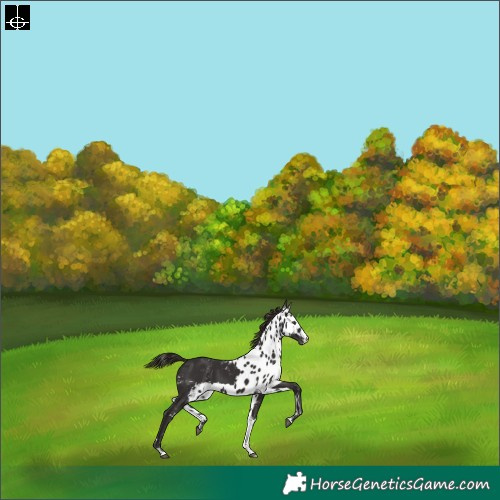 Horse Color:Liver Chestnut Tobiano Skewed LP Spotted Rabicano 