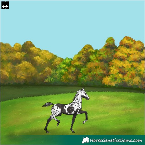 Horse Color:Liver Chestnut Skewed Appaloosa Rabicano