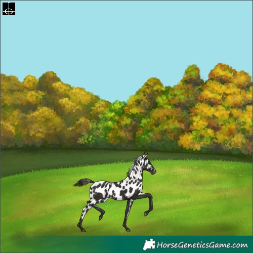 Horse Color:Liver Chestnut Skewed Appaloosa Rabicano 