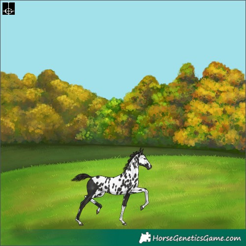 Horse Color:Liver Chestnut Tobiano Skewed Appaloosa Rabicano 