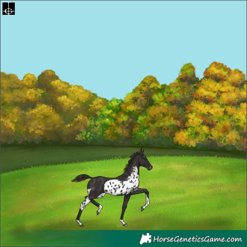 Horse Color:Liver Chestnut Tobiano Skewed Appaloosa Rabicano 