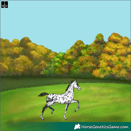Horse Color:Liver Chestnut Tobiano Skewed LP Spotted Rabicano 