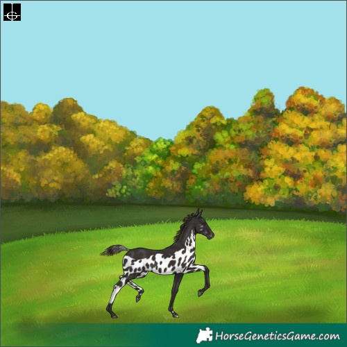 Horse Color:Liver Chestnut Skewed Appaloosa Rabicano 