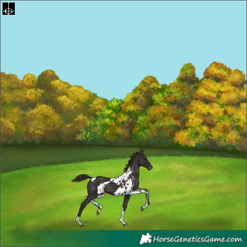 Horse Color:Liver Chestnut Tobiano Skewed Appaloosa Rabicano
