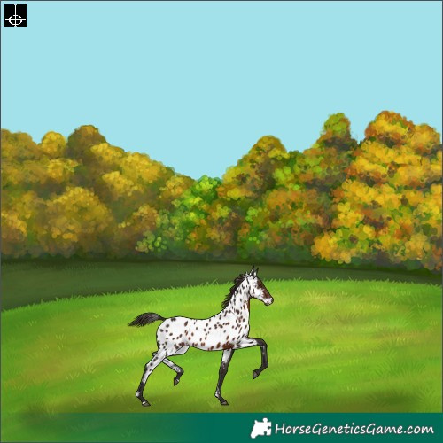 Horse Color:Liver Chestnut Skewed LP Spotted Rabicano 