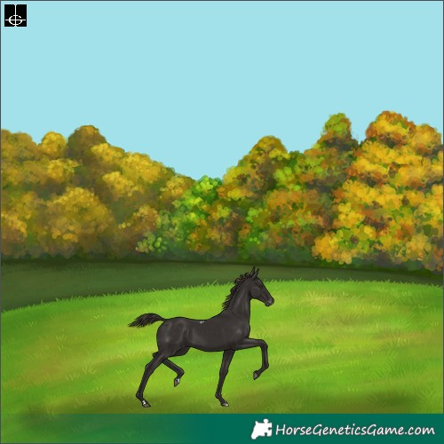 Horse Color:Liver Chestnut Skewed LP Spotted Rabicano 