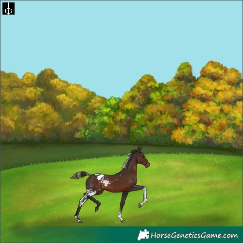 Horse Color:Liver Chestnut Tobiano Skewed Appaloosa Rabicano