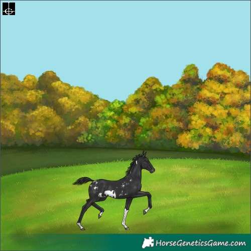 Horse Color:Liver Chestnut Tobiano Skewed LP Spotted Rabicano 