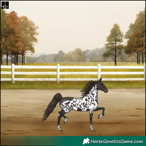 Horse Color:Liver Chestnut Tobiano Skewed Appaloosa Rabicano 
