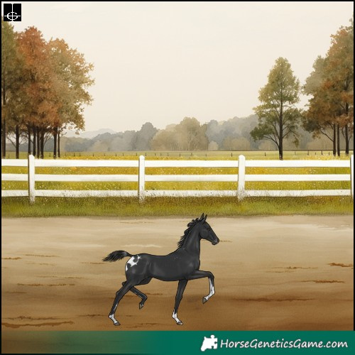 Horse Color:Liver Chestnut Tobiano Skewed Appaloosa Rabicano 