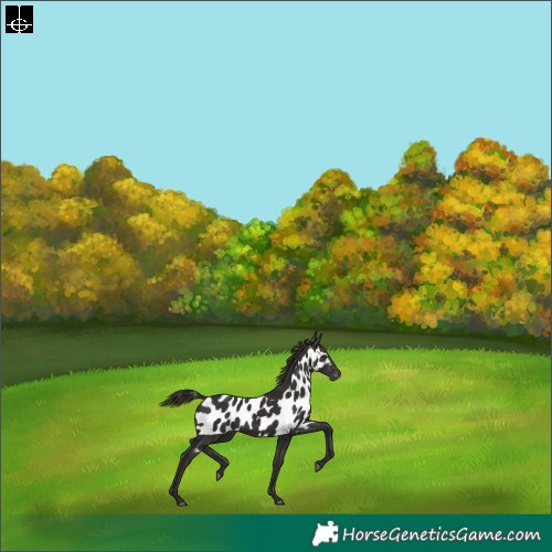 Horse Color:Liver Chestnut Skewed LP Spotted Rabicano 