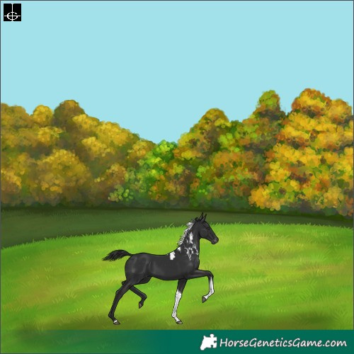 Horse Color:Liver Chestnut Tobiano Skewed Appaloosa Rabicano 