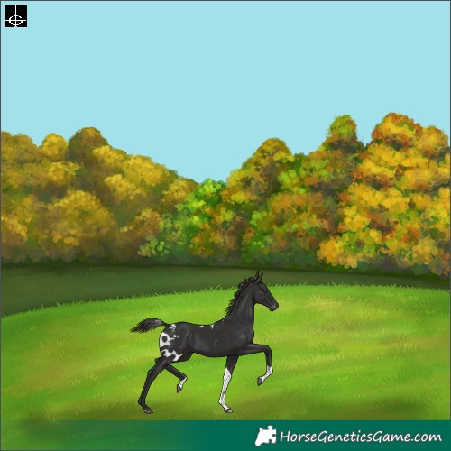 Horse Color:Liver Chestnut Tobiano Skewed Appaloosa Rabicano 