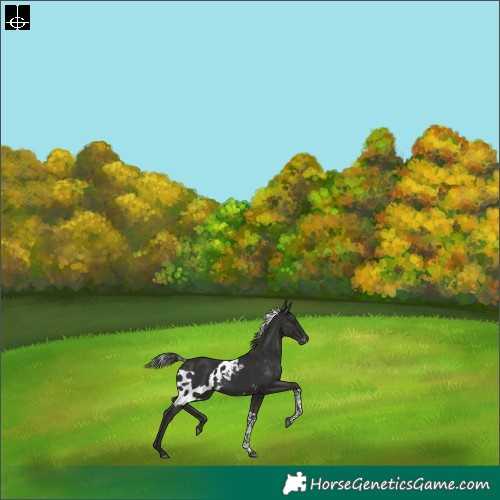 Horse Color:Liver Chestnut Tobiano Skewed LP Spotted Rabicano 
