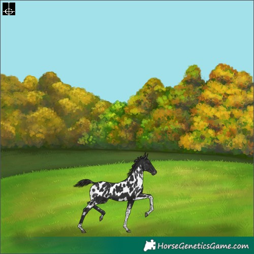 Horse Color:Liver Chestnut Tobiano Skewed Appaloosa Rabicano 