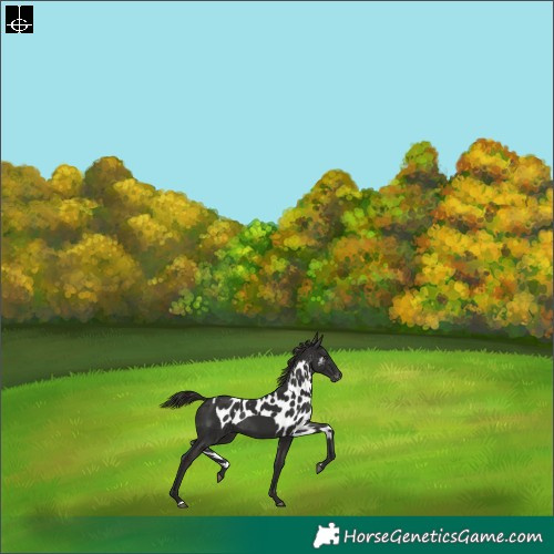 Horse Color:Liver Chestnut Skewed Appaloosa Rabicano 