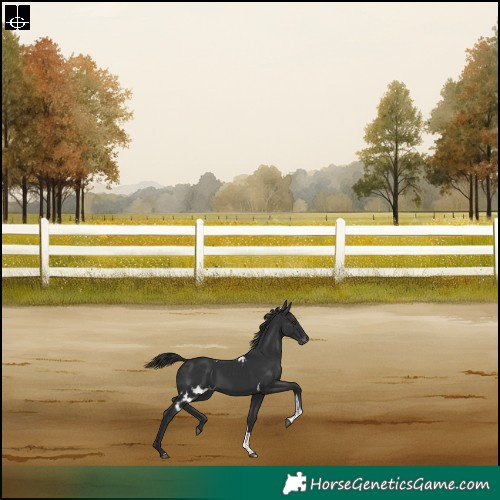 Horse Color:Liver Chestnut Tobiano Skewed Appaloosa Rabicano 