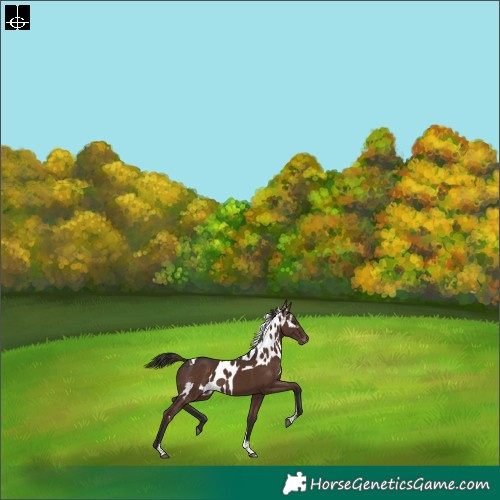 Horse Color:Liver Chestnut Tobiano Skewed Appaloosa Rabicano 