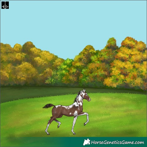 Horse Color:Liver Chestnut Tobiano Frame Skewed Appaloosa Rabicano 