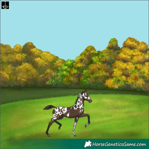 Horse Color:Liver Chestnut Tobiano Skewed Appaloosa Rabicano 