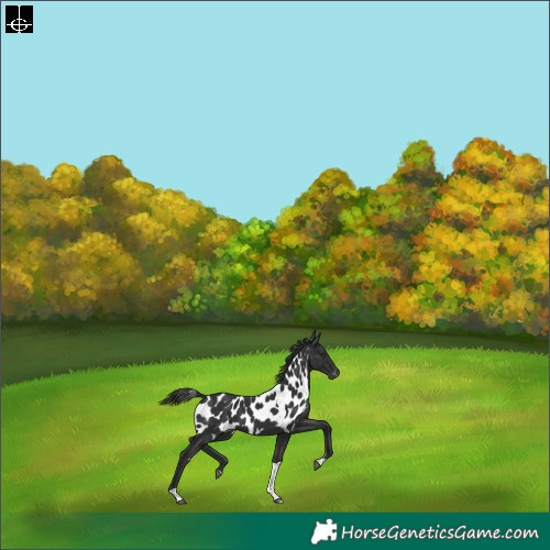Horse Color:Liver Chestnut Tobiano Skewed Appaloosa Rabicano 