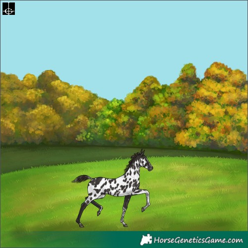 Horse Color:Liver Chestnut Tobiano Frame Skewed Appaloosa Rabicano 