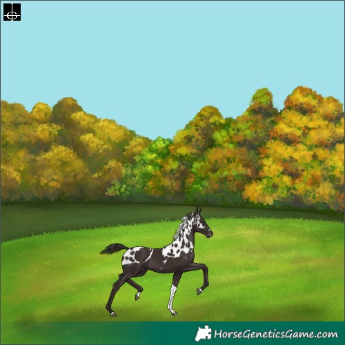 Horse Color:Liver Chestnut Tobiano Skewed LP Spotted Rabicano 