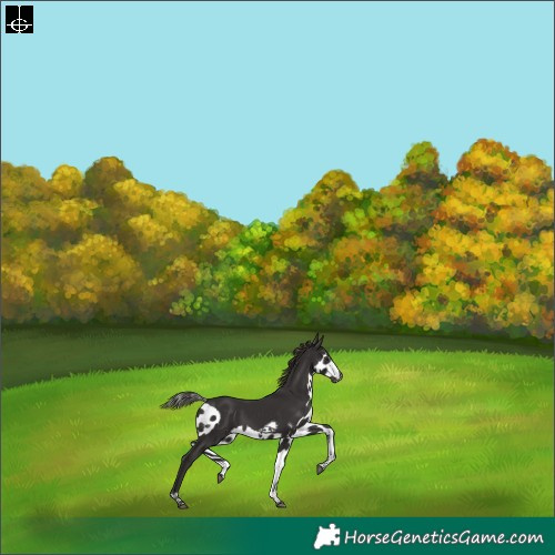 Horse Color:Liver Chestnut Tobiano Frame Skewed LP Spotted Rabicano 