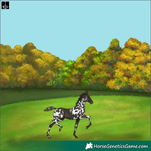 Horse Color:Liver Chestnut Skewed Appaloosa Rabicano 