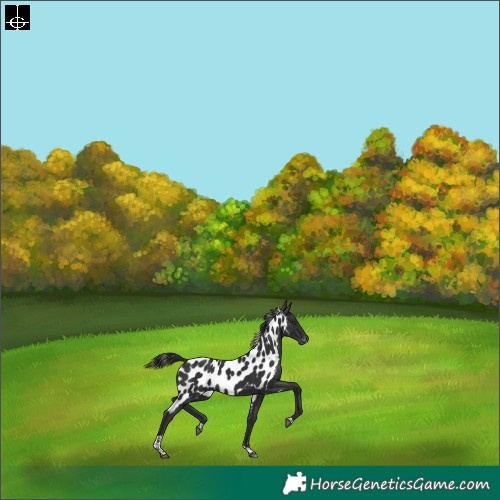 Horse Color:Liver Chestnut Tobiano Skewed Appaloosa Rabicano 